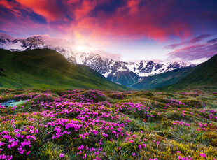 花海映雪山的梦幻美景