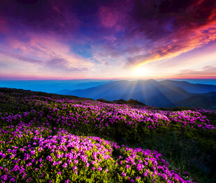 花海日出美景