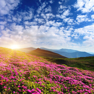 花海日出山间梦幻美景