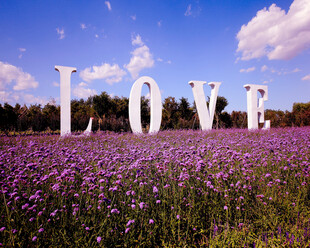 花海中的LOVE艺术景观