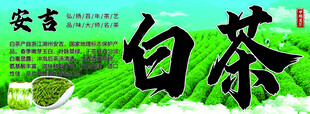 安吉白茶