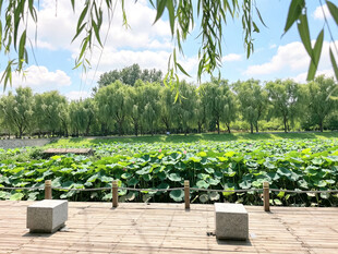 夏日荷塘美景
