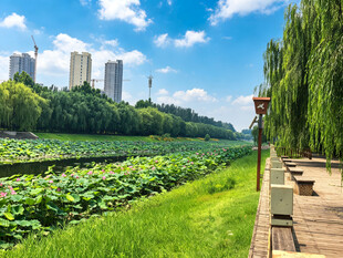 河畔荷塘美景