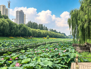 夏日荷塘美景