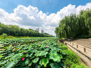 河畔荷塘美景