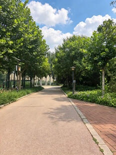 林荫小道夏日清新景致
