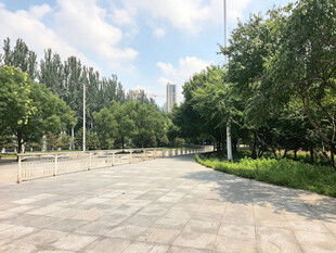 宽阔林荫广场景观