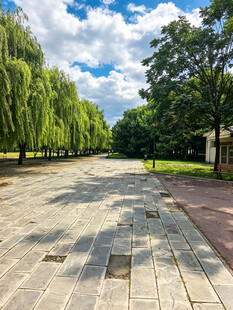 林荫铺石路夏日静谧景