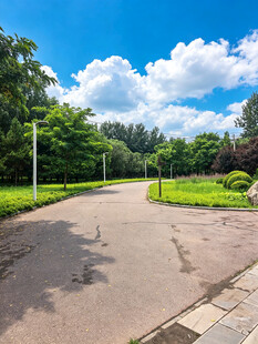 郊外林荫路清新自然景