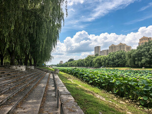 河畔荷塘美景