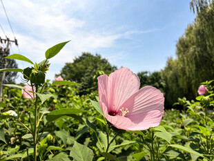 粉色木槿花绽放于绿意间