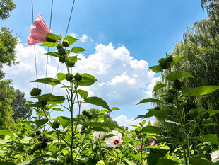 夏日花丛中的蓝天美景