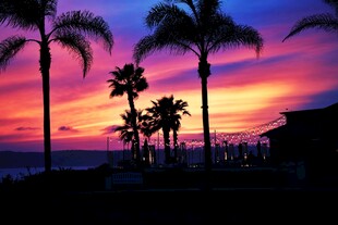 夕阳下的棕榈树美景