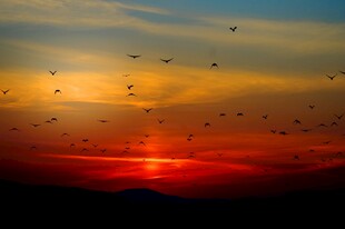 夕阳下群鸟翱翔的壮美画面
