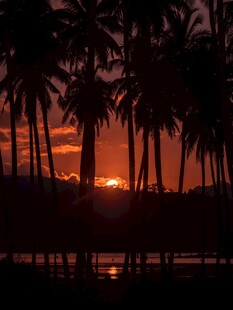 夕阳下的椰林美景