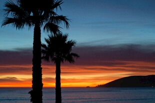 夕阳下的海边棕榈树美景