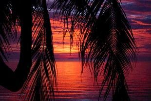 夕阳下的椰林与海面美景