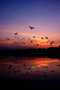 夕阳下飞鸟翔于宁静湖面