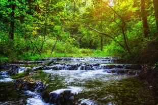 林间溪流阳光洒落的美景