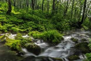 山林间潺潺溪流绿意盎然