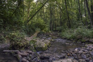 林间小溪静谧自然之景
