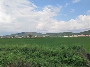 田园绿野风光
