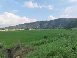 田园绿野 远山相伴