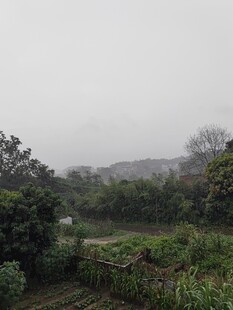雾中田园风光