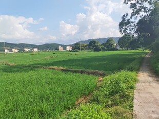乡村绿野间的宁静小路