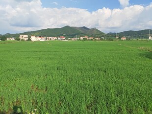 广袤绿野与远处山峦风光