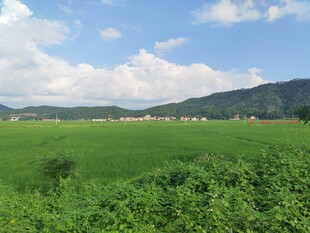 广袤绿野与远山蓝天