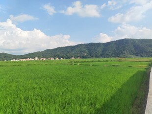 绿色田野与远山美景