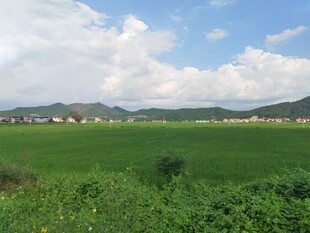田园绿野风光