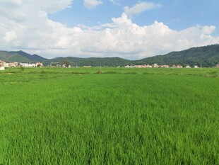 翠绿稻田与远山蓝天