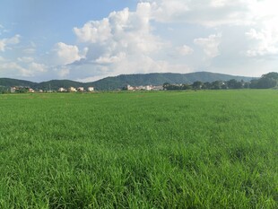 广袤绿野风光