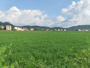 绿野田园风光