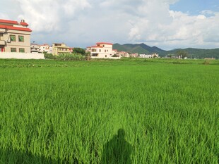 绿野中的乡村建筑