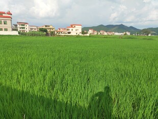 绿野村庄 田园风光如画