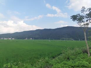 田园绿野风光