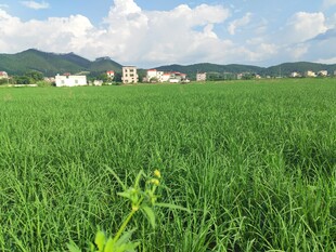 翠绿稻田 远处村落与青山