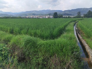田园稻田风光 水渠蜿蜒