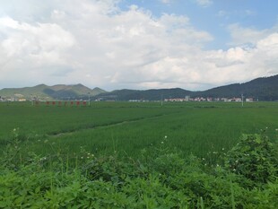 绿野蓝天间的田园风光