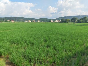 广袤绿野中的田园风光