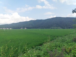田园绿野风光