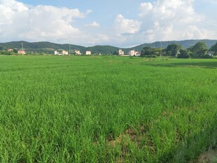 广袤绿农田 田园好风光