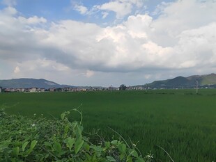 田园绿野风光