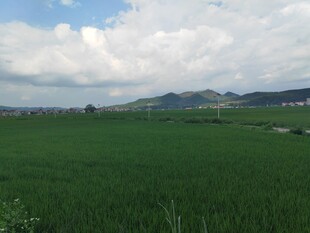 广袤绿野 远山云景