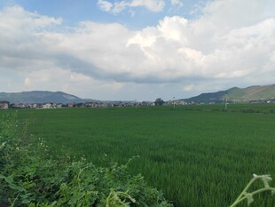 广袤绿野间的田园风光