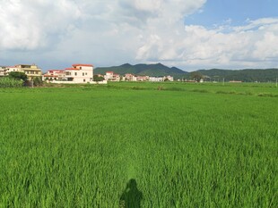 绿色田野中的乡村风光