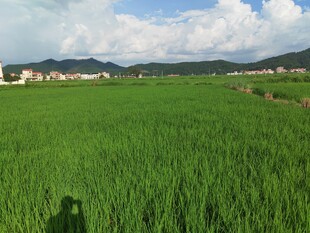 绿色田野风光